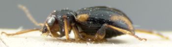 Media type: image; Entomology 9803   Aspect: habitus lateral view